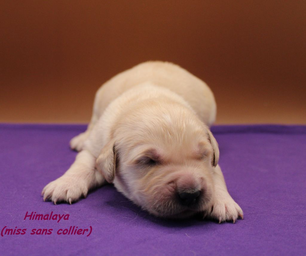 du rocher florin - Chiots disponibles - Golden Retriever