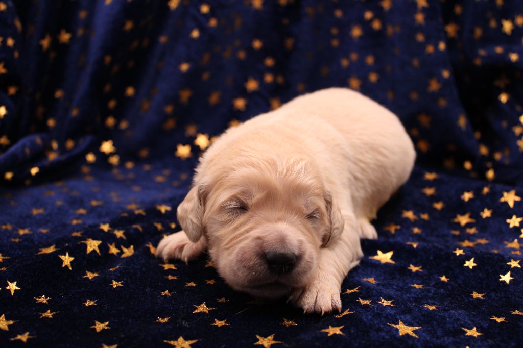 du rocher florin - Chiots disponibles - Golden Retriever