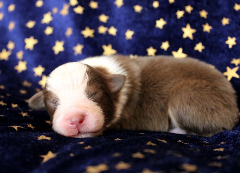 du rocher florin - Chiots disponibles - Berger Australien
