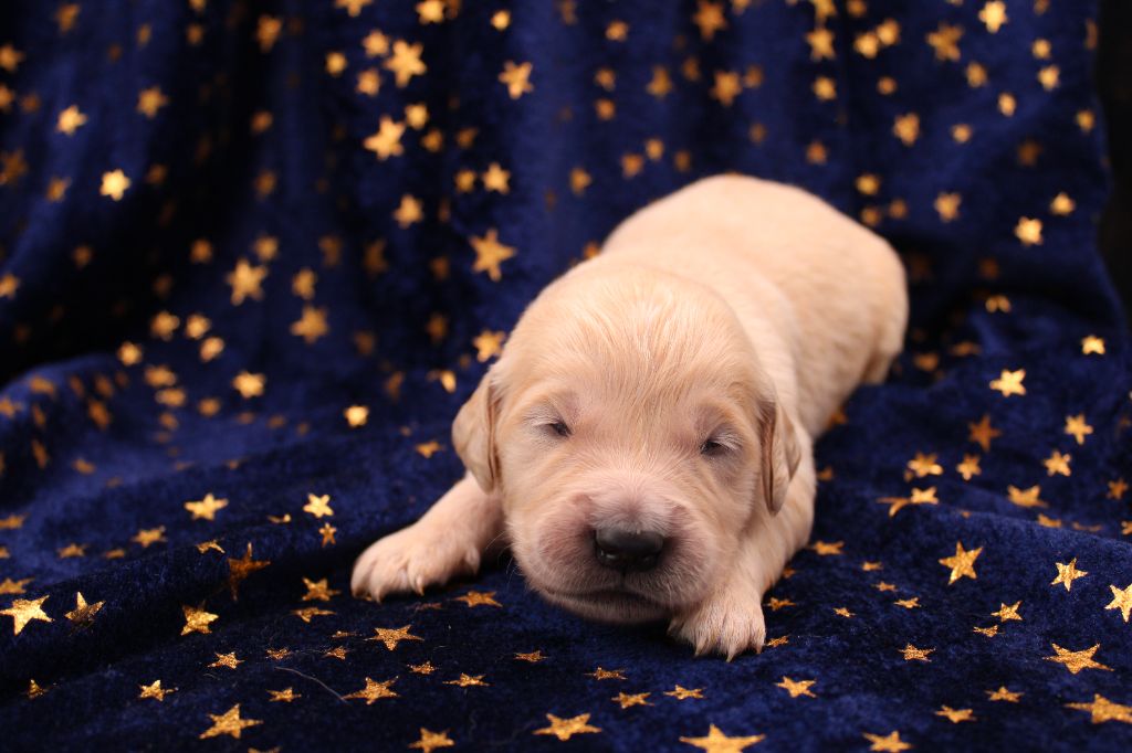 du rocher florin - Chiots disponibles - Golden Retriever