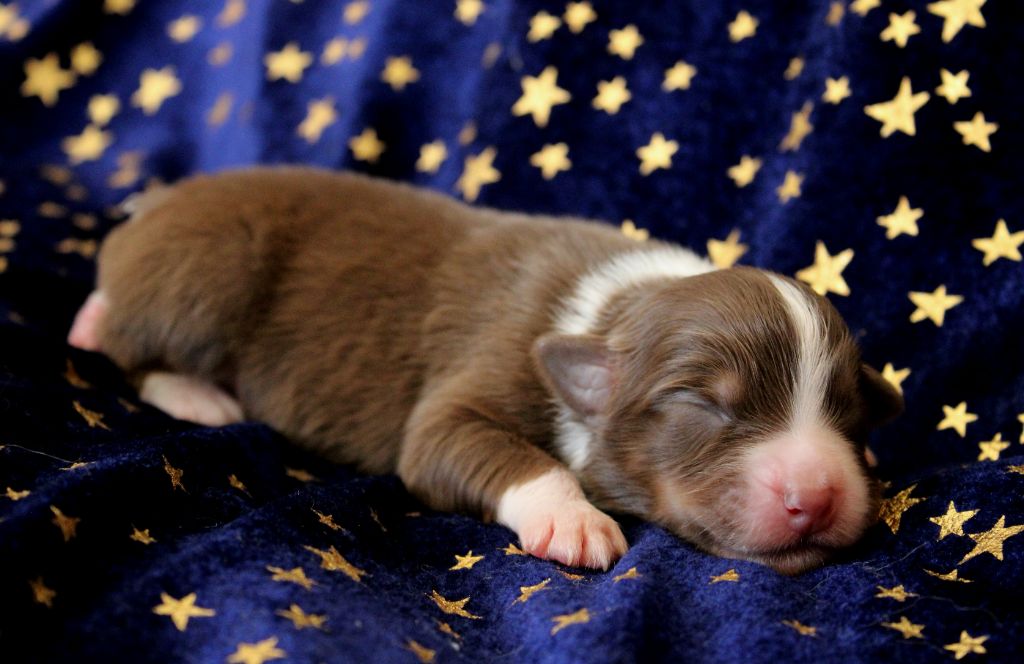 du rocher florin - Chiots disponibles - Berger Australien