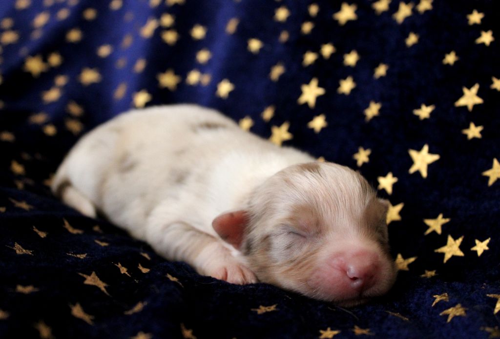 du rocher florin - Chiots disponibles - Berger Australien