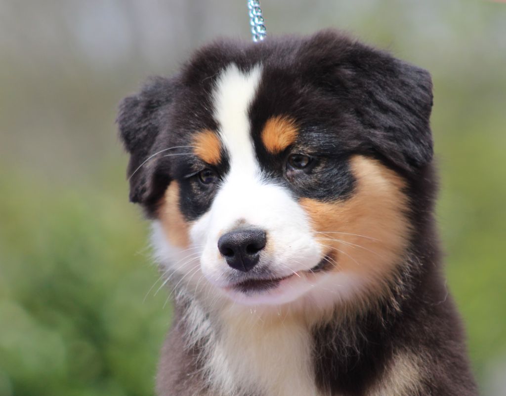 du rocher florin - Chiots disponibles - Berger Australien
