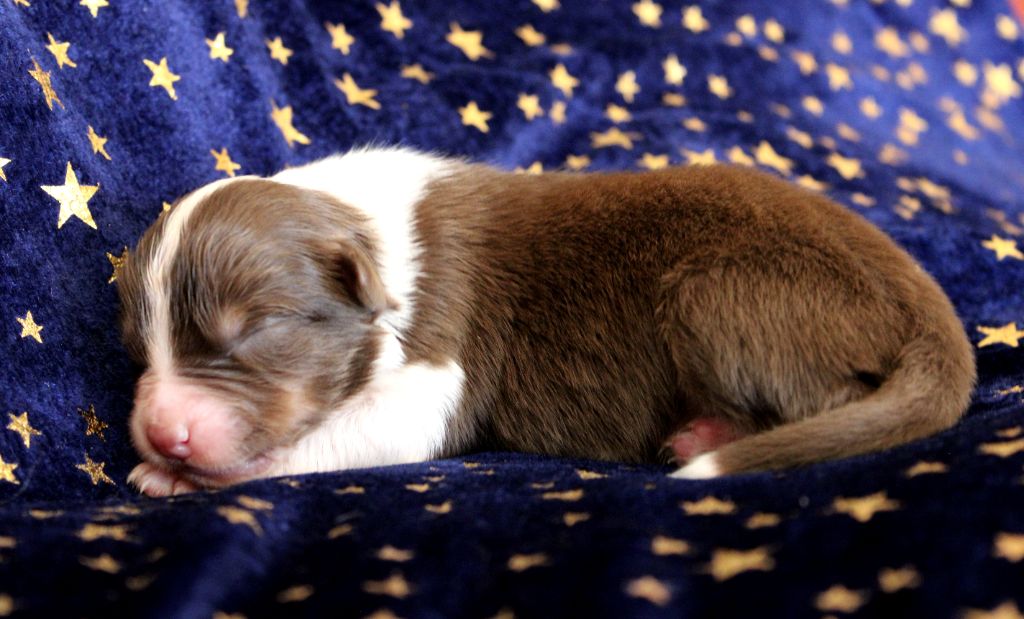 du rocher florin - Chiots disponibles - Berger Australien